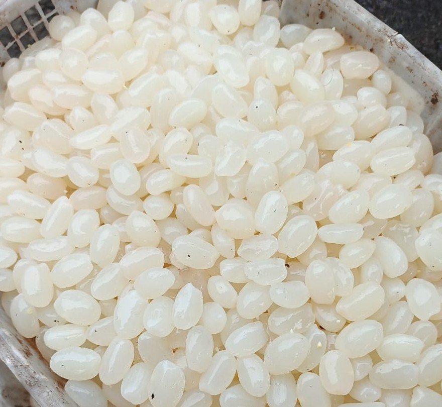 Sugar Palm Fruit